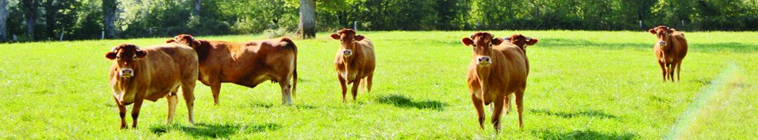 Marcel Berrichon: La Voix de la France Profonde.